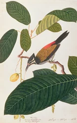 Goudrug, uit Tekeningen van Vogels uit Malakka, c.1805-18